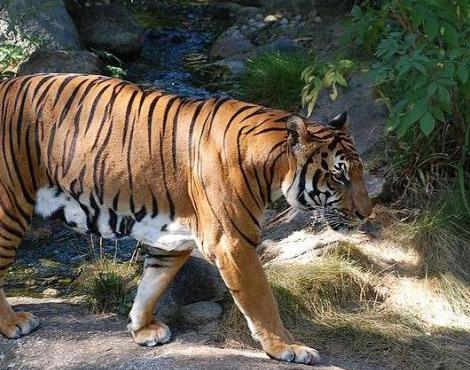 Indochinese Tiger