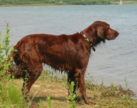 Irish Setter