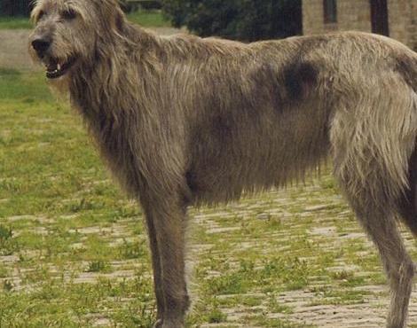 Irish WolfHound