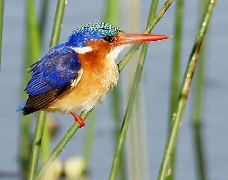 Kingfisher