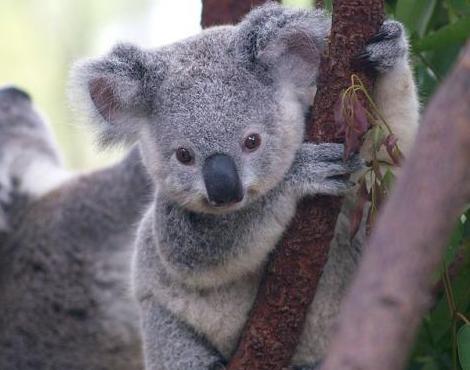 Koala