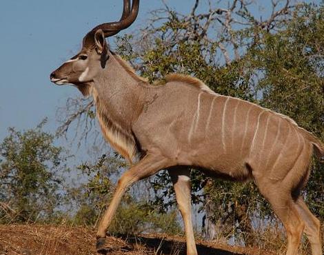 Kudu