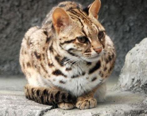 Leopard Cat