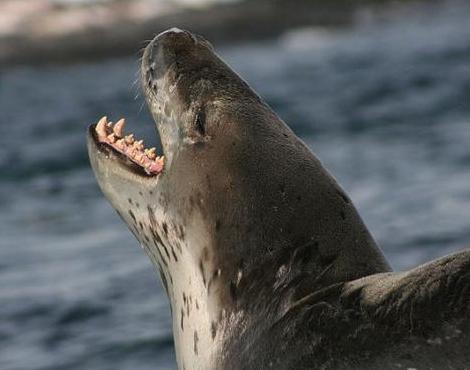 Leopard Seal