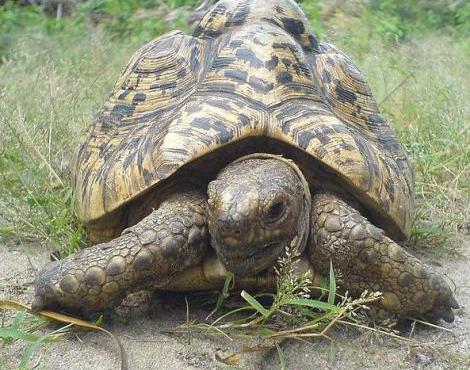 Leopard Tortoise