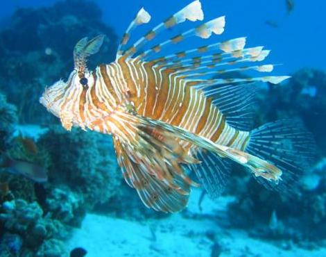 Lionfish