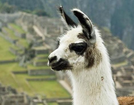 Llama