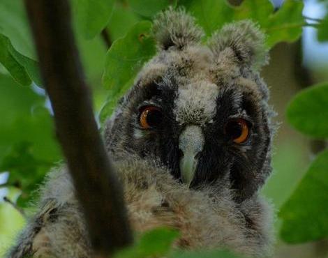 Long-Eared Owl