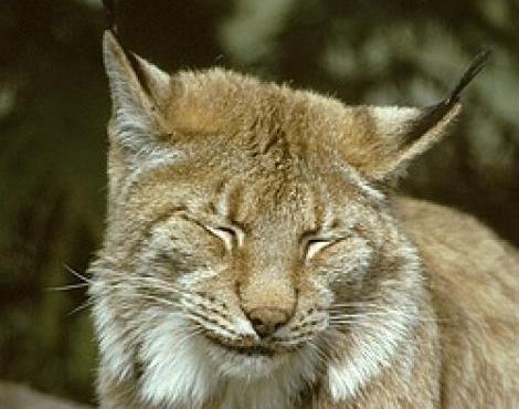 Lynx