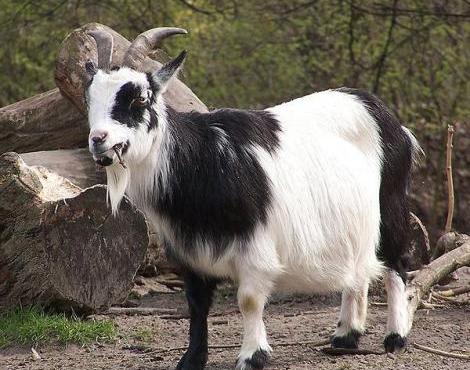 Markhor