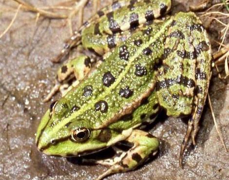 Marsh Frog