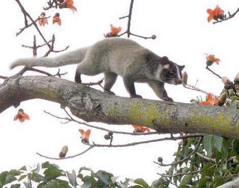 Masked Palm Civet