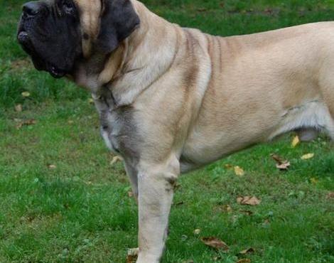 Mastiff