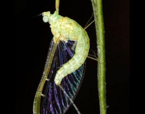 Mayfly