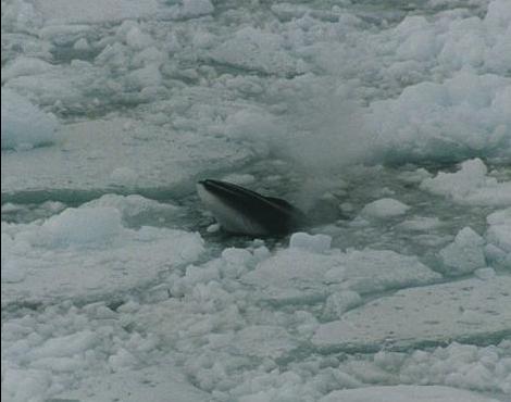 Minke Whale