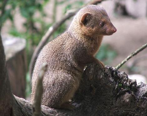 Mongoose