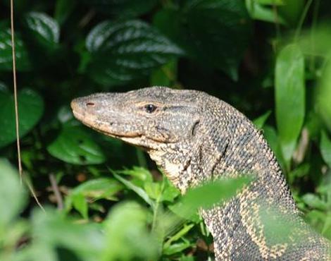 Monitor Lizard