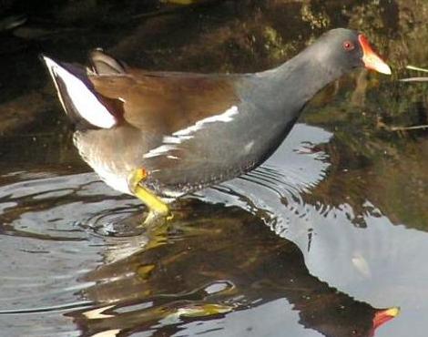 Moorhen