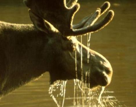 Moose