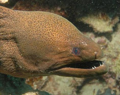 Moray Eel