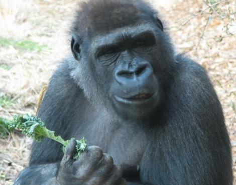 Mountain Gorilla