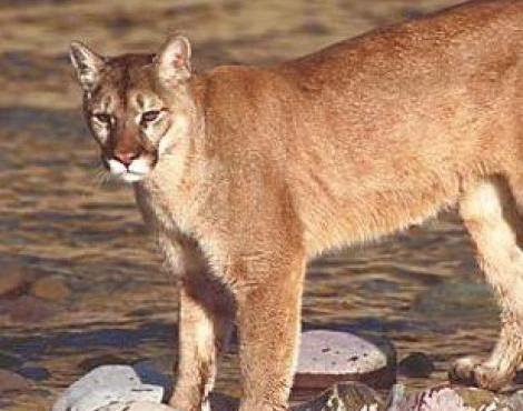 Mountain Lion