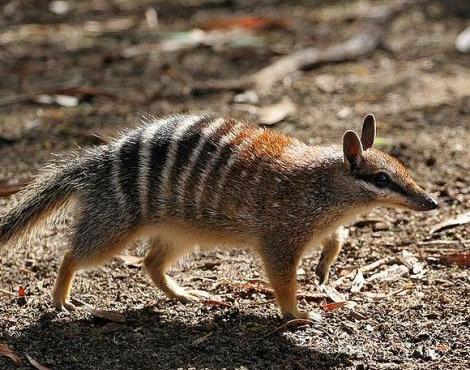 Numbat