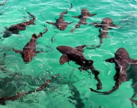 Nurse Shark