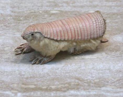 Pink Fairy Armadillo