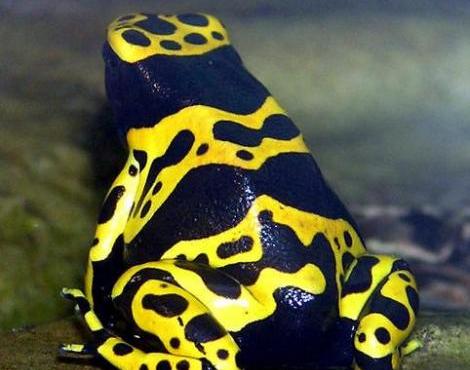 Poison Dart Frog