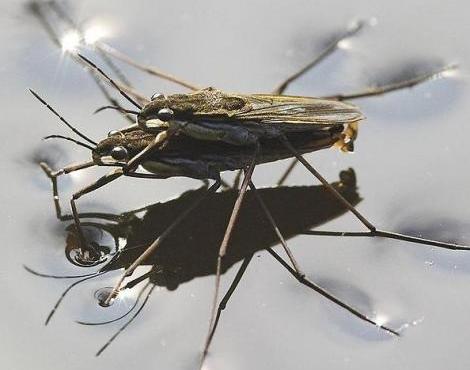 Pond Skater