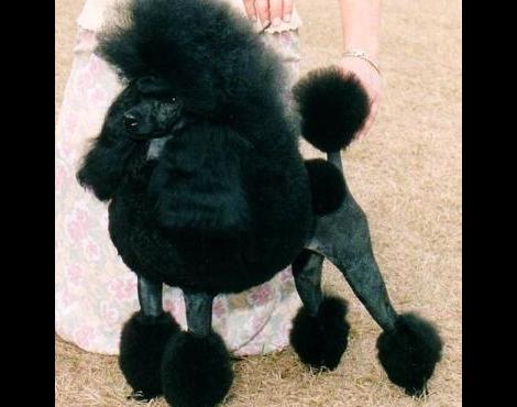 Poodle