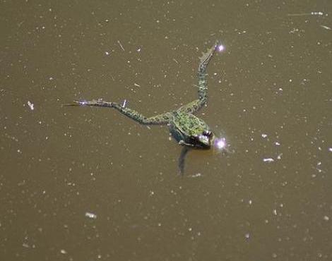 Pool Frog