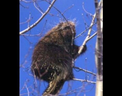 Porcupine