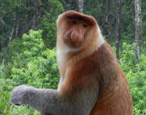 Proboscis Monkey