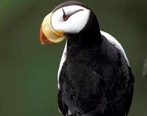 Puffin