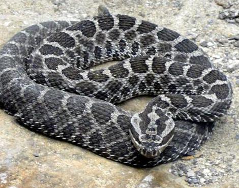 Rattlesnake