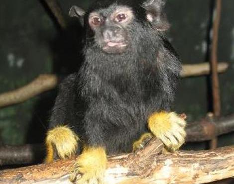 Red-handed Tamarin