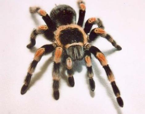 Red Knee Tarantula