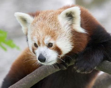 Red Panda