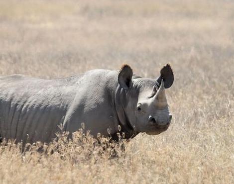 Rhinoceros