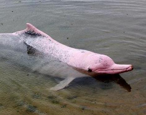 River Dolphin