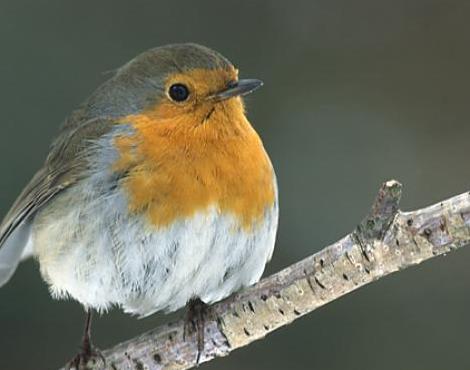 Robin