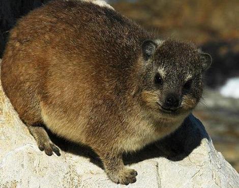 Rock Hyrax