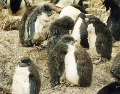 Rockhopper Penguin