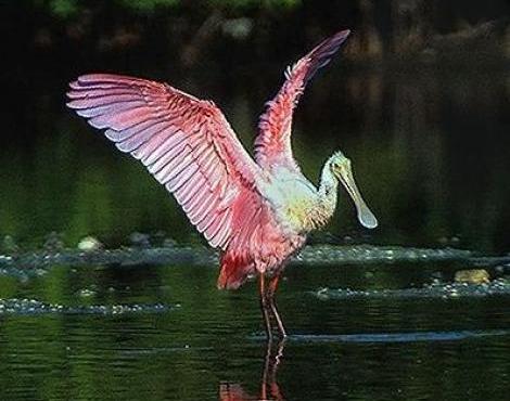 Roseate Spoonbill