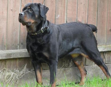 Rottweiler