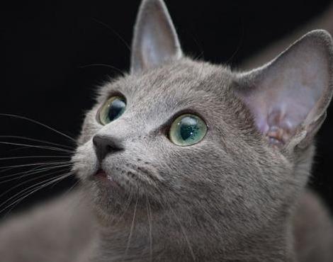 Russian Blue