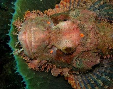 Scorpion Fish