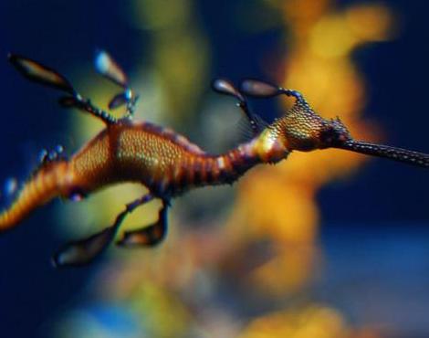 Sea Dragon